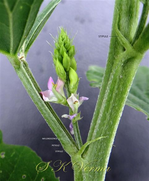  Inflorescence-Raceme